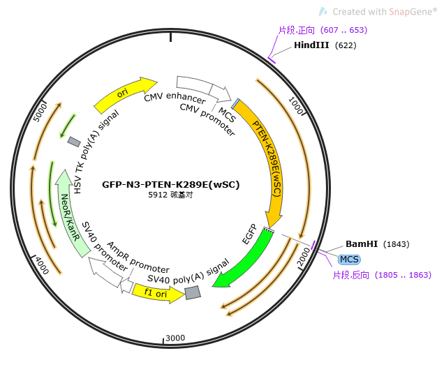 GFP-N3-PTEN-K289E(wSC)